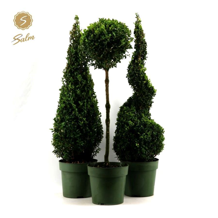 Buxus semp. Special Models XL Mix Shelf P23, D 23