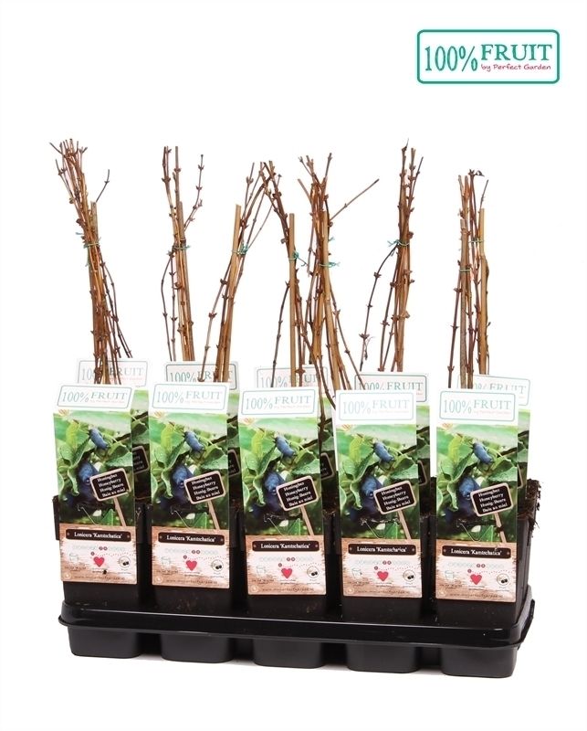 Lonicera Kamtschatica P15, D 15