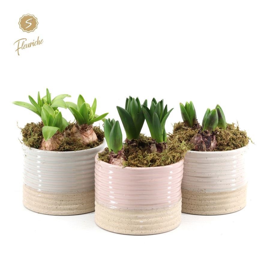 (3622) Hyacint Sandy [L] 3PP Mos, D 14