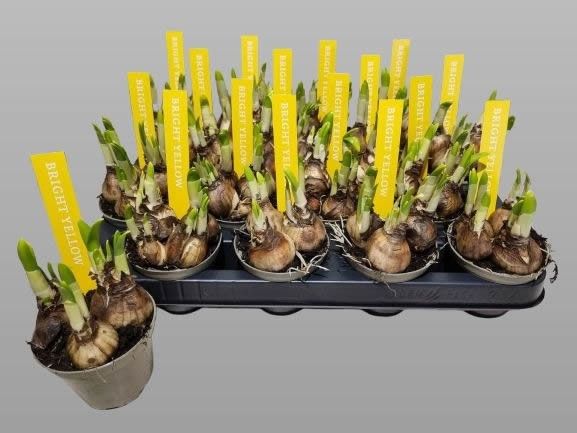 NARCIS TETE A TETE 08 KLOK ETIKET, D 8