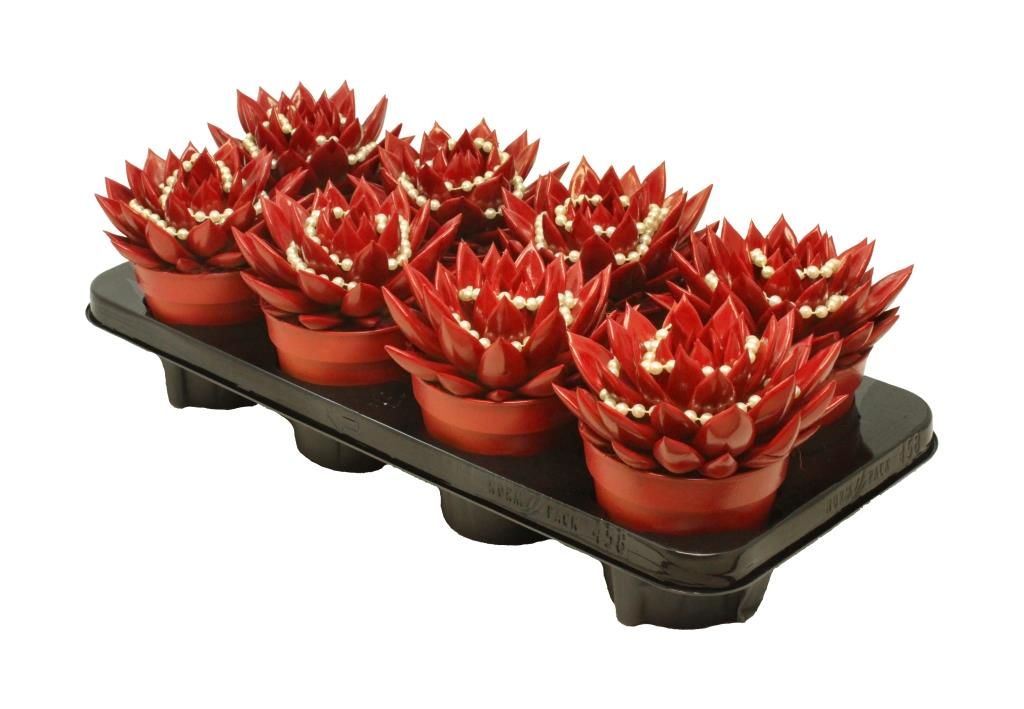 Miranda coloured tomato red + chain, D 12