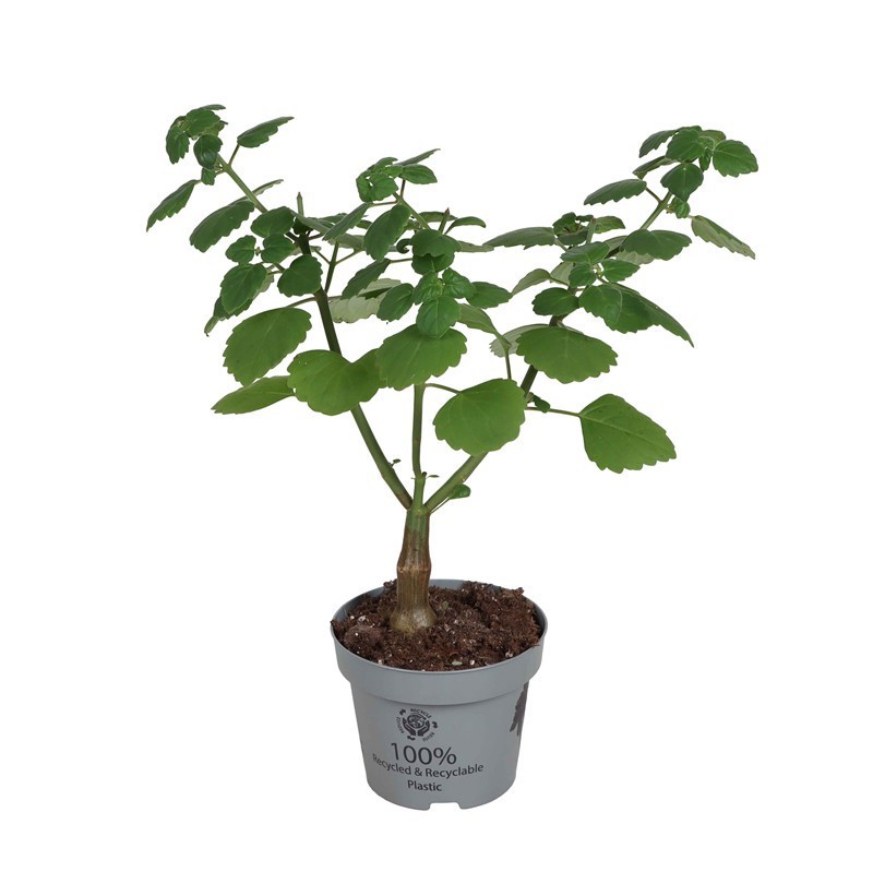 PLECTRANTHUS ERNSTII, D 12