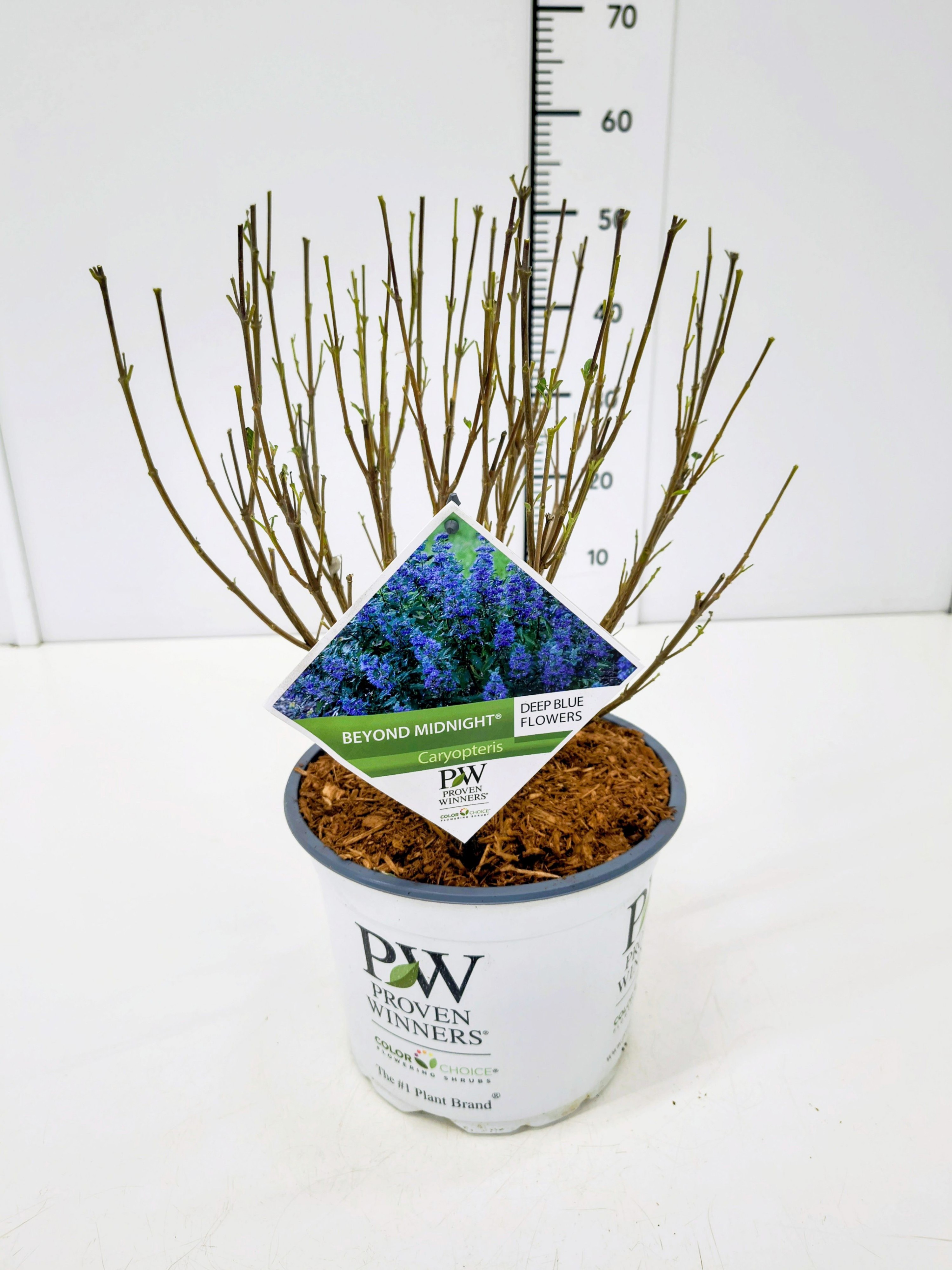 Caryopteris cland. 'Beyond Midnight' C5, D 23