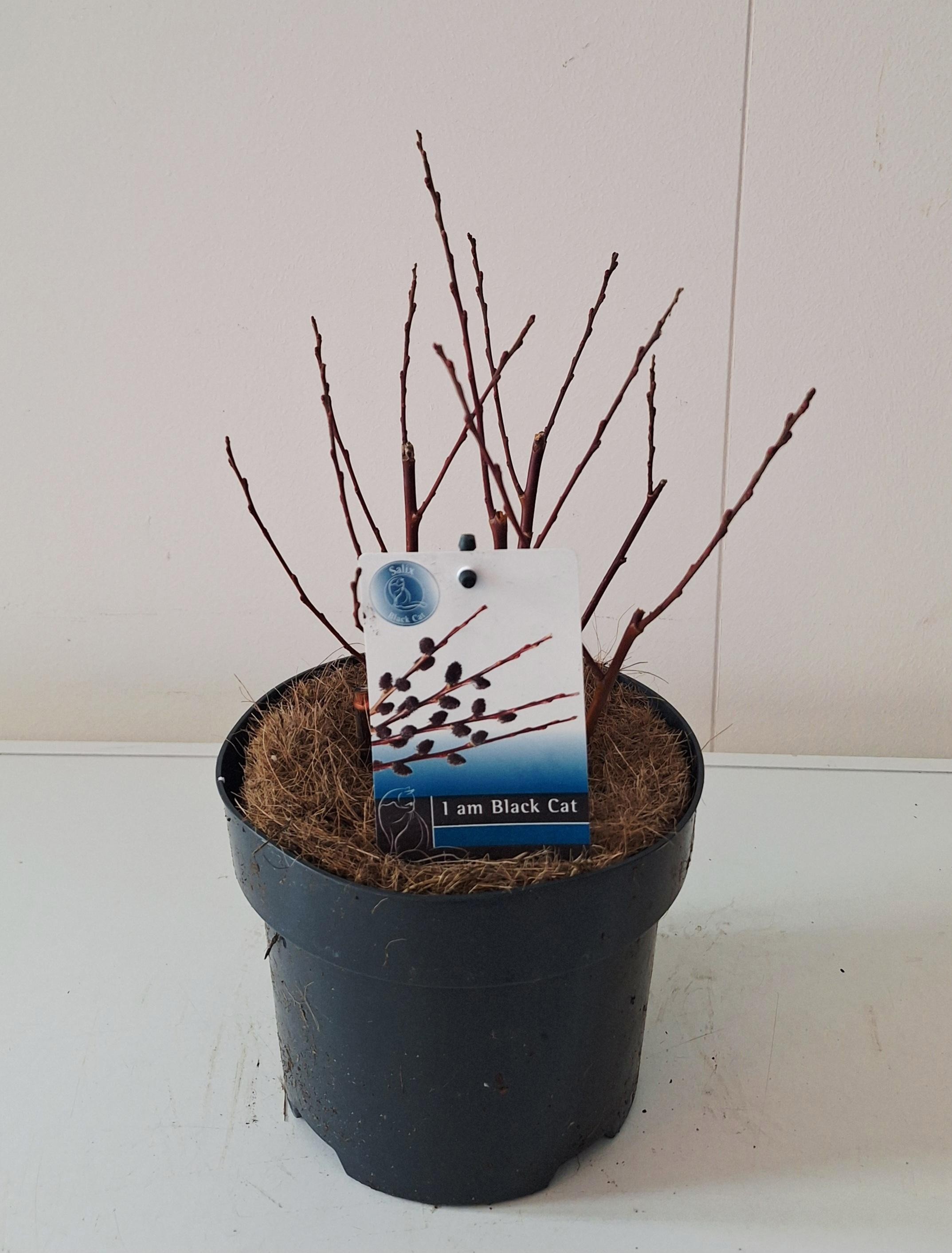 Salix Kurome bush P17 potcover, D 17