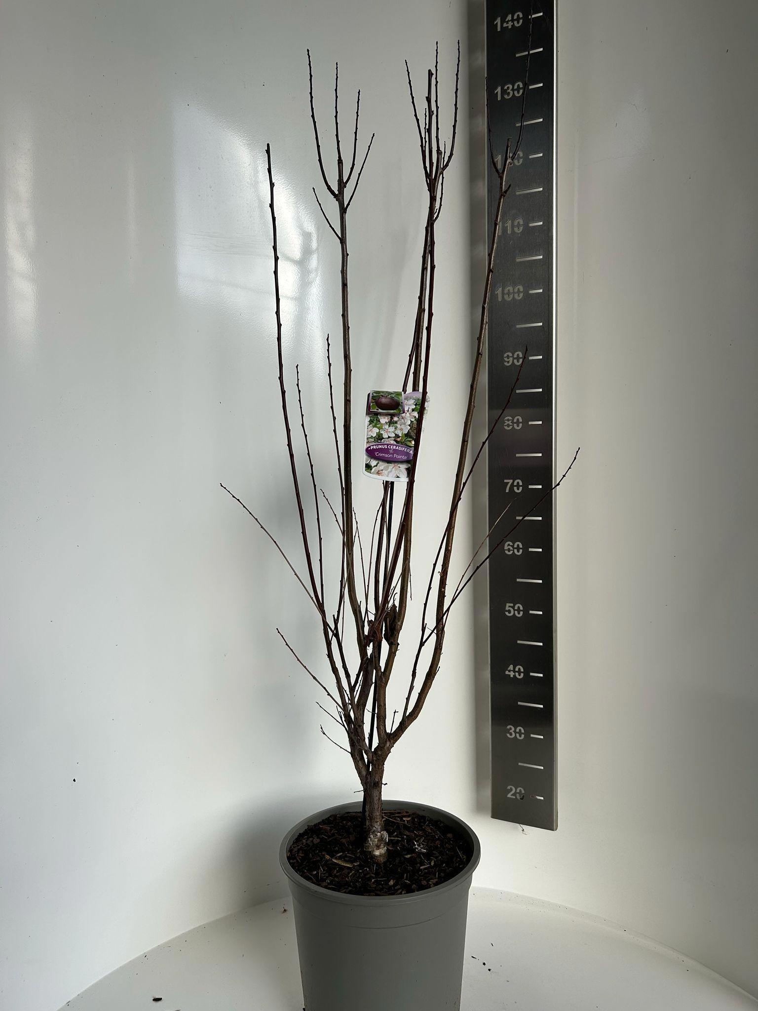 Prunus cerasifera 'Crimson Pointe', D 29