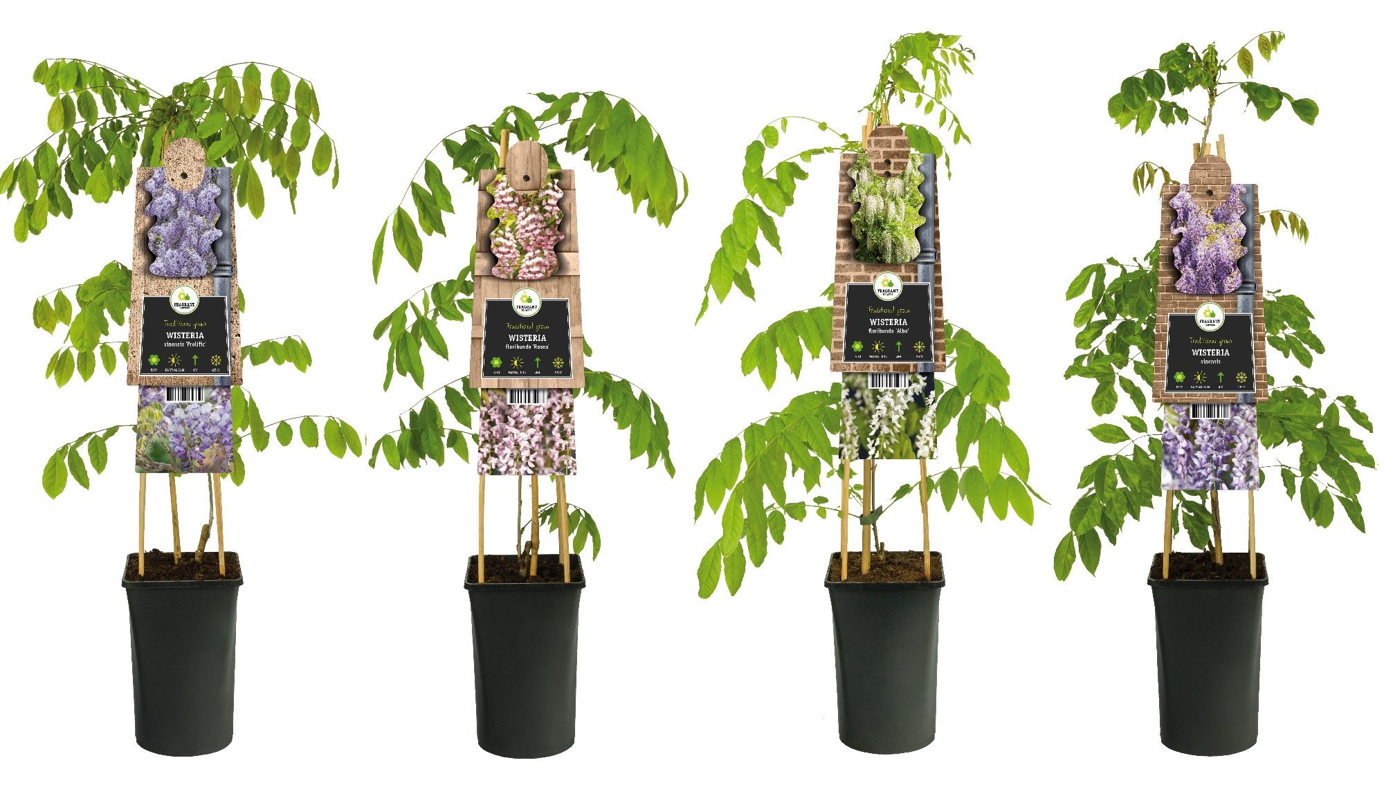 Mixshelf Wisteria +3.0 label, D 17