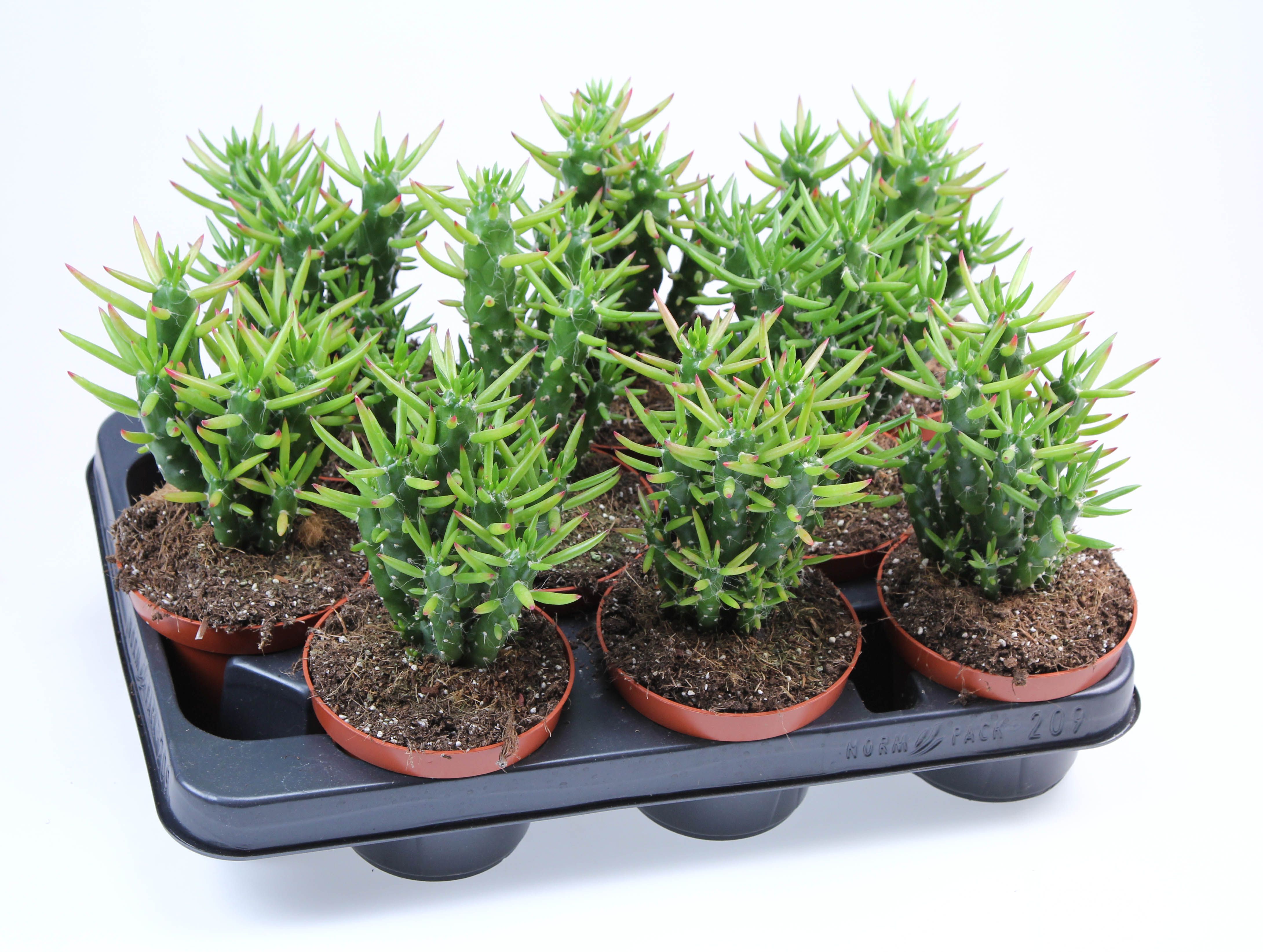 Opuntia subulata, D 10,5