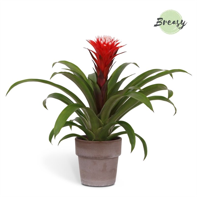 Guzmania Rockyflower Hope - 13cm in Toscana | Mimesis, D 12