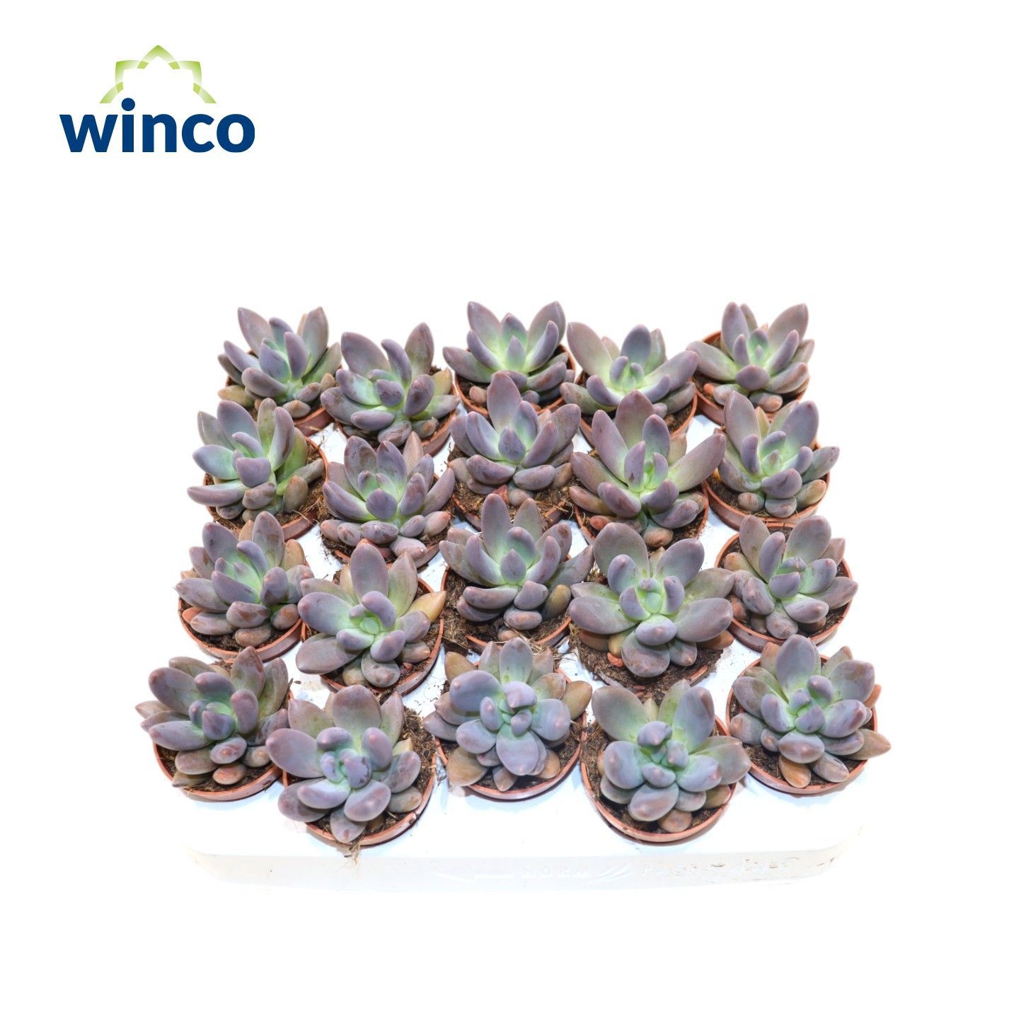 Pachyphytum Bracteosum Fitkai, D 8,5