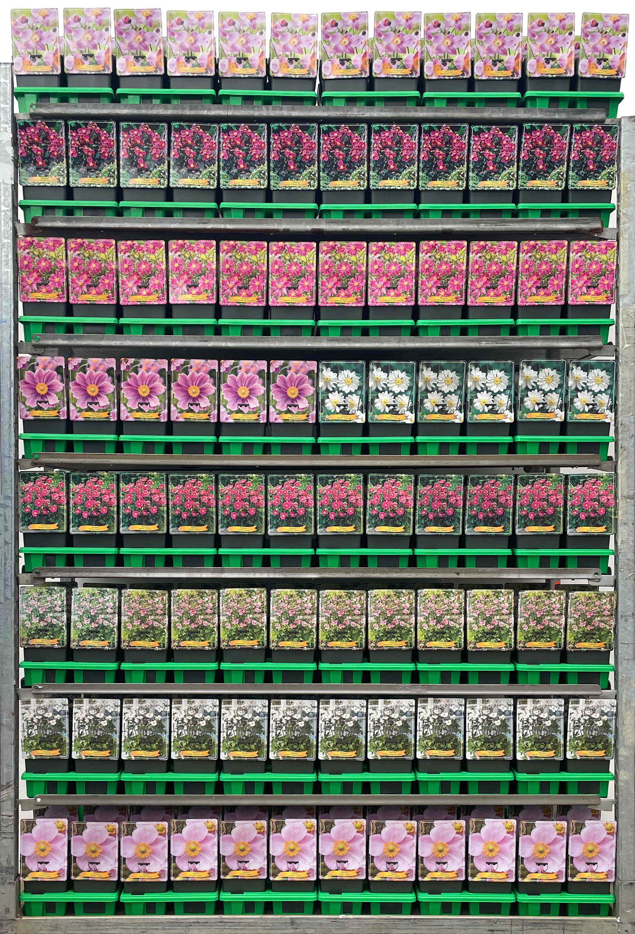 Anemone Mix CC P11, D 11