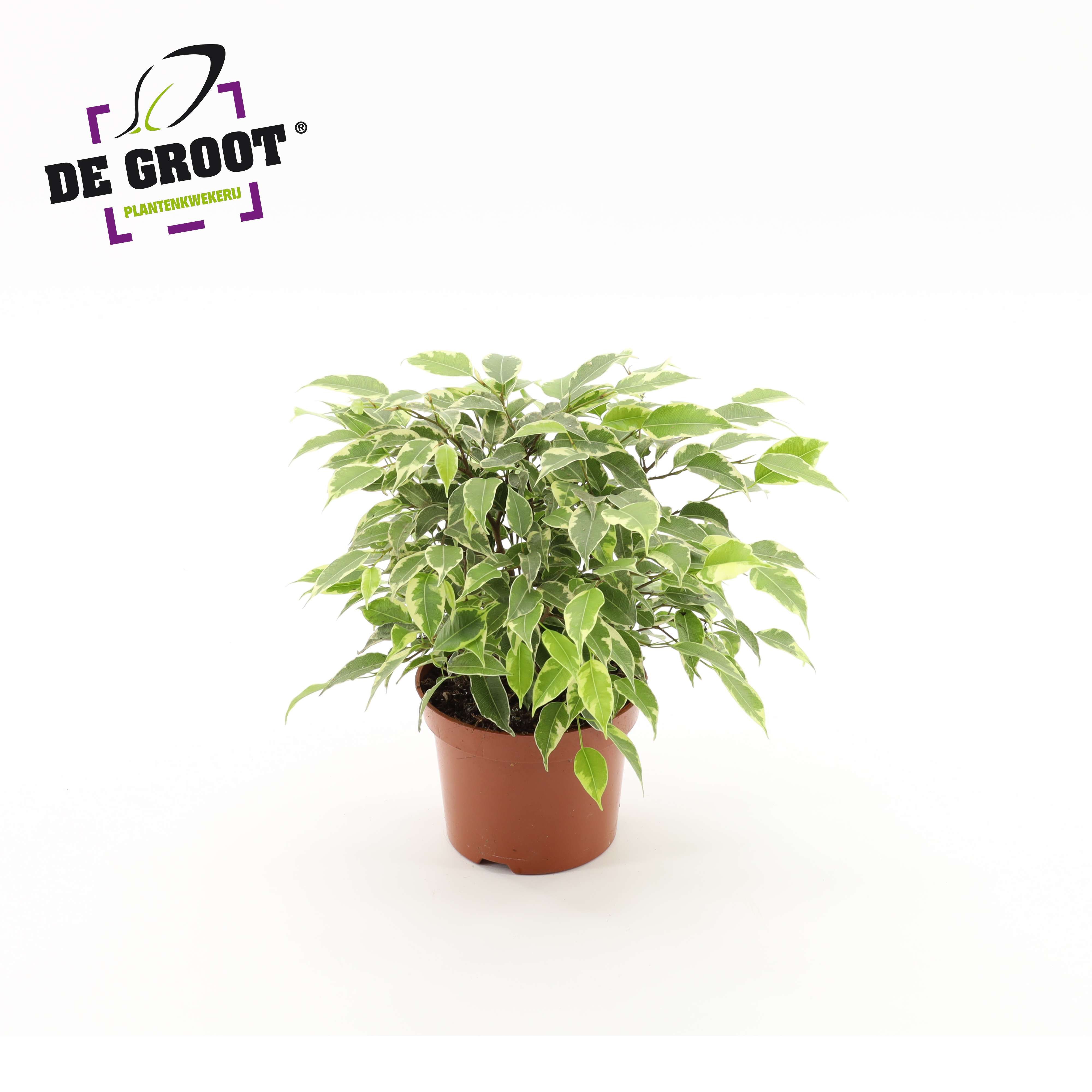 Ficus benjamina Kinky, D 12
