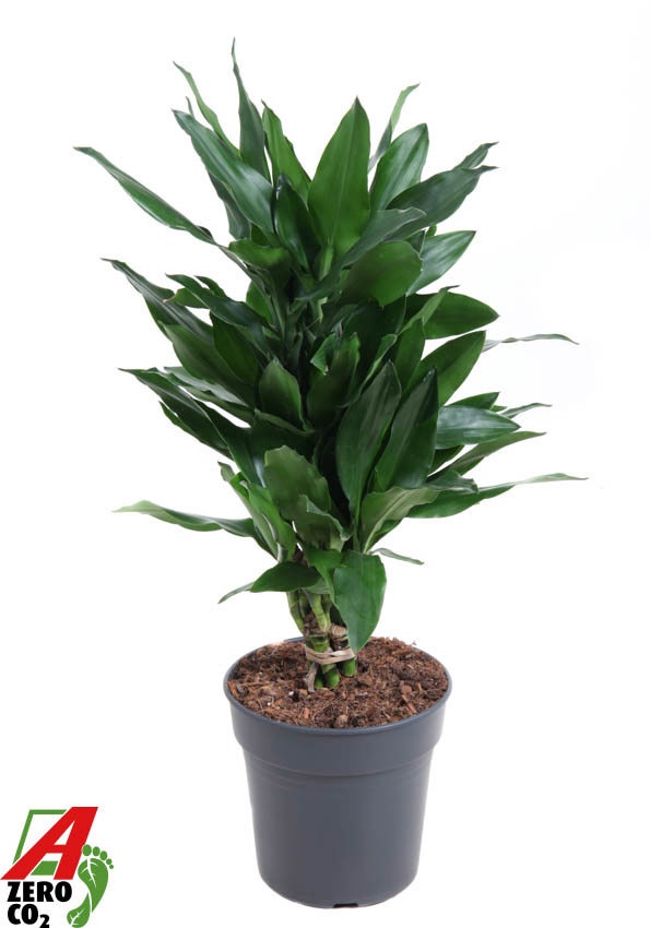 Dracaena Janet Lind vertakt P21, D 21
