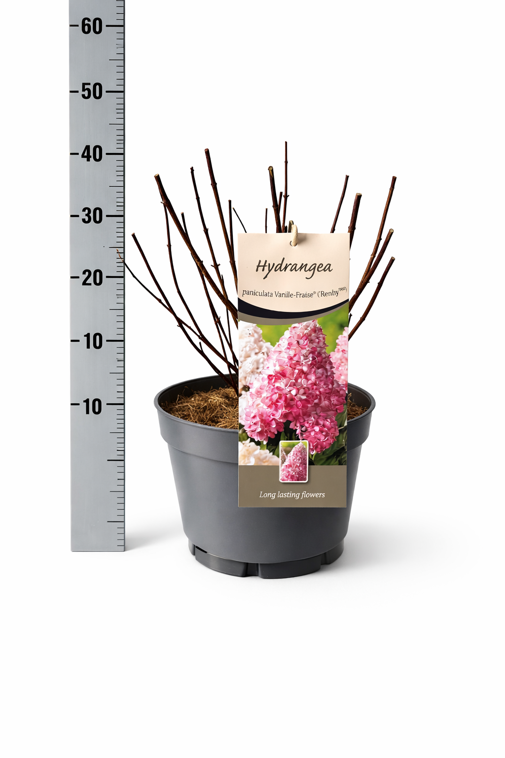 Hydrangea Pan. Vanille Fraise, D 26