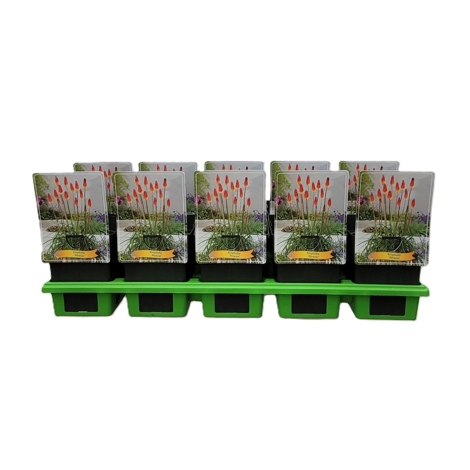 Kniphofia Alcazar P11, D 11