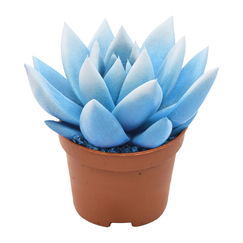 Miranda bicoloured light blue/white, D 6