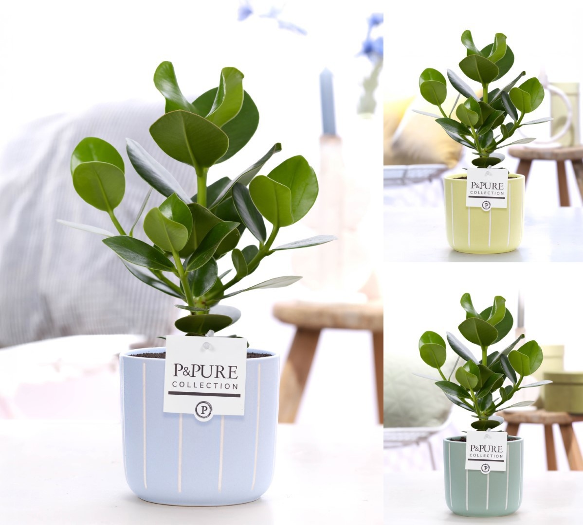 Clusia Rosea Princess in P&PURE Fleu ceramics ass. 3, D 12