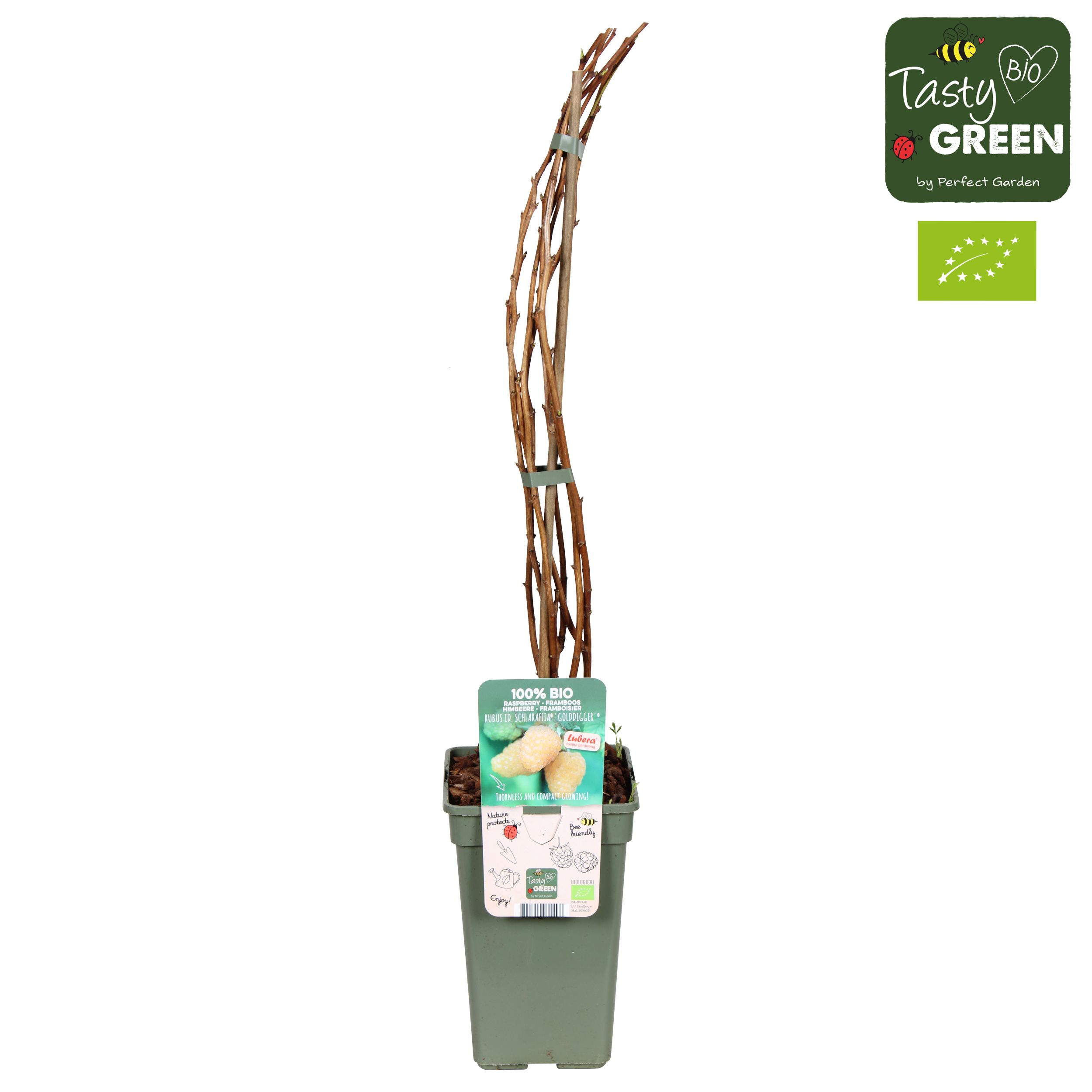 Rubus idaeus Schlaraffia 'Golddigger'® Bio P19, D 19