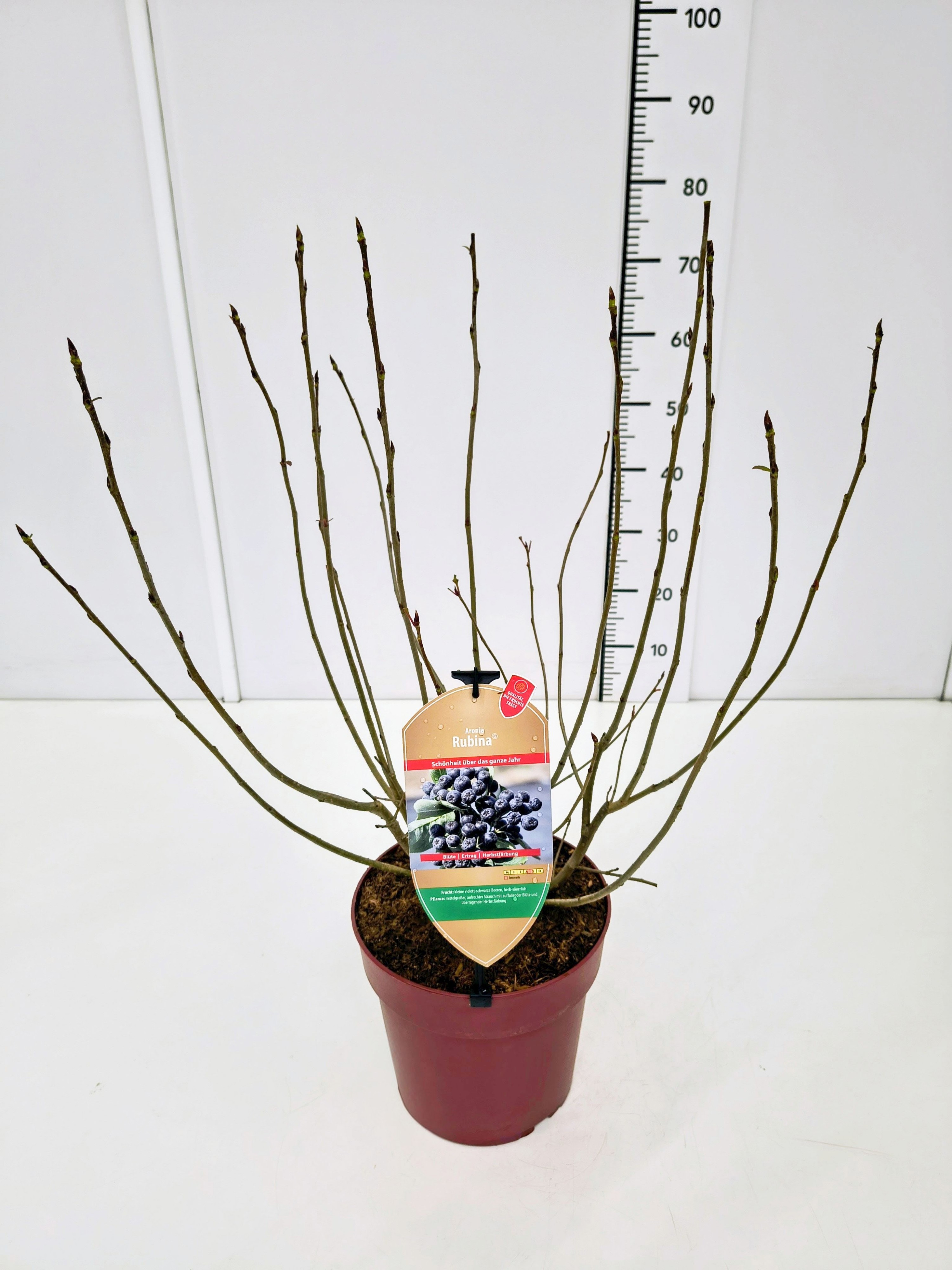 Aronia mel. 'Rubina' 50-60C6, D 24