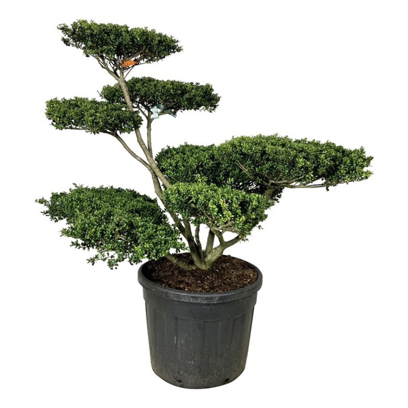 Ilex crenata 'Convexa', D 60