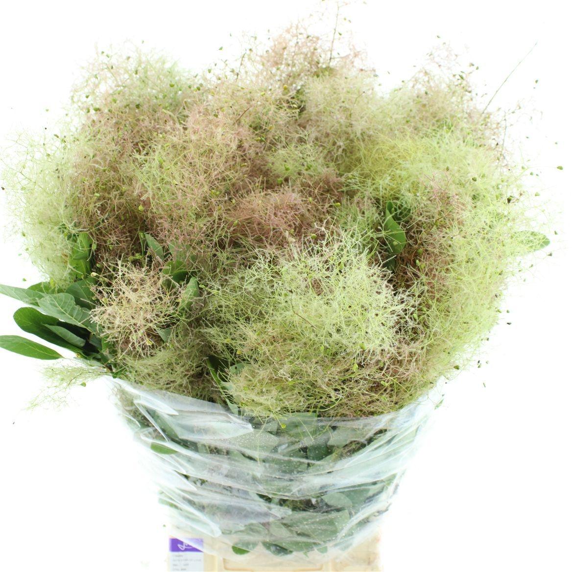 Котинус Роял Перпл 60 (фиолет.), шт.
