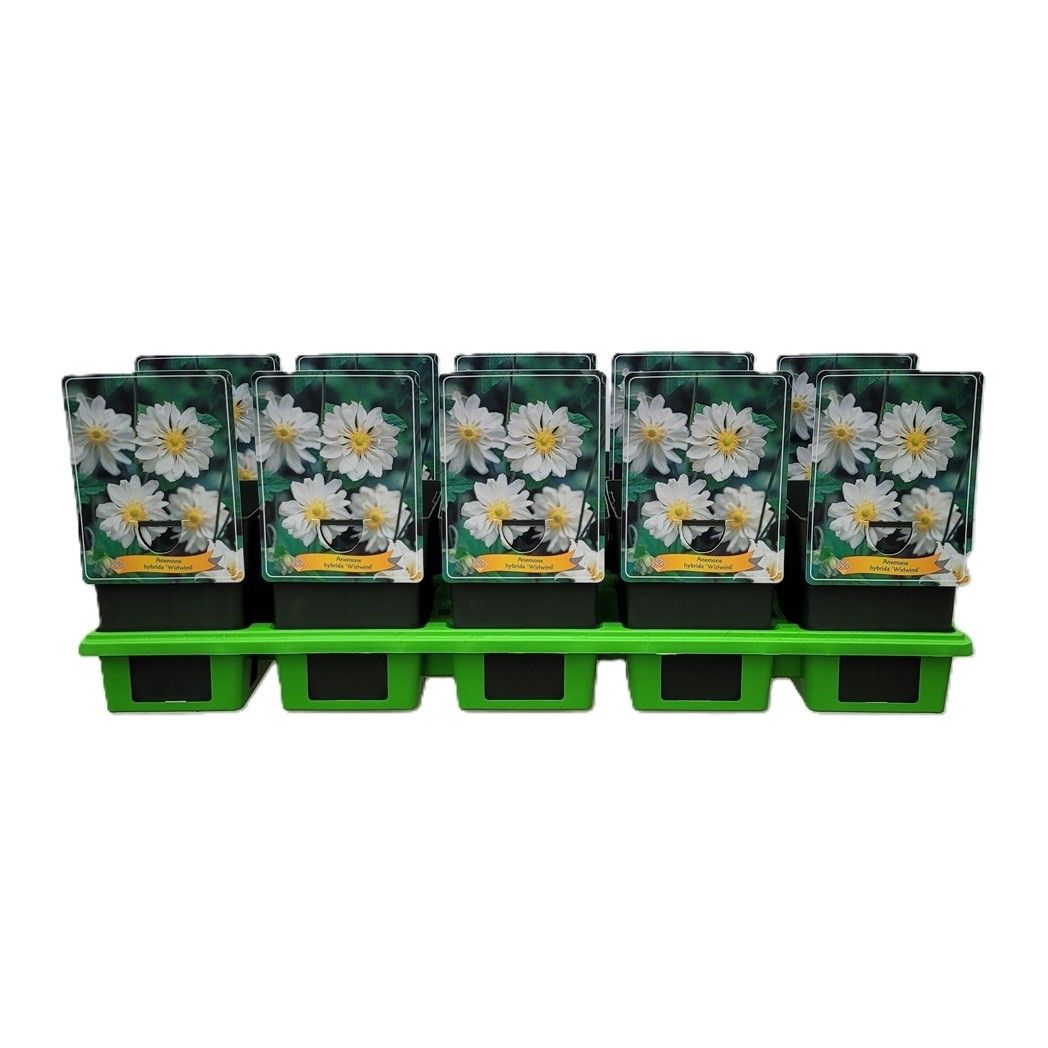 Anemone Whirlwind P11, D 11