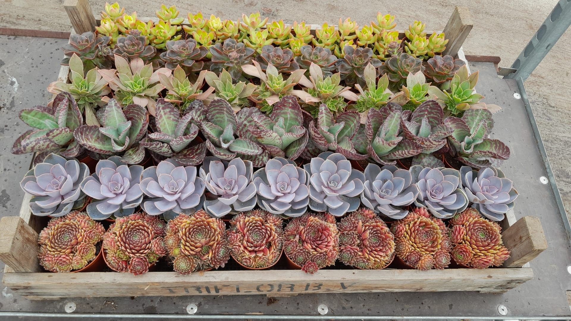 Succulenten mix in gazen bak, D 8,5