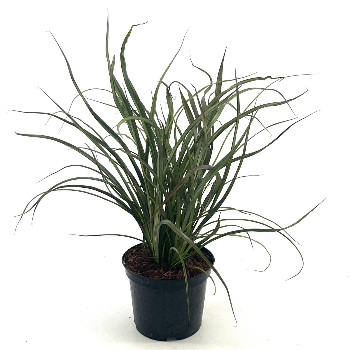 Phormium 'Tom Thumb', D 17