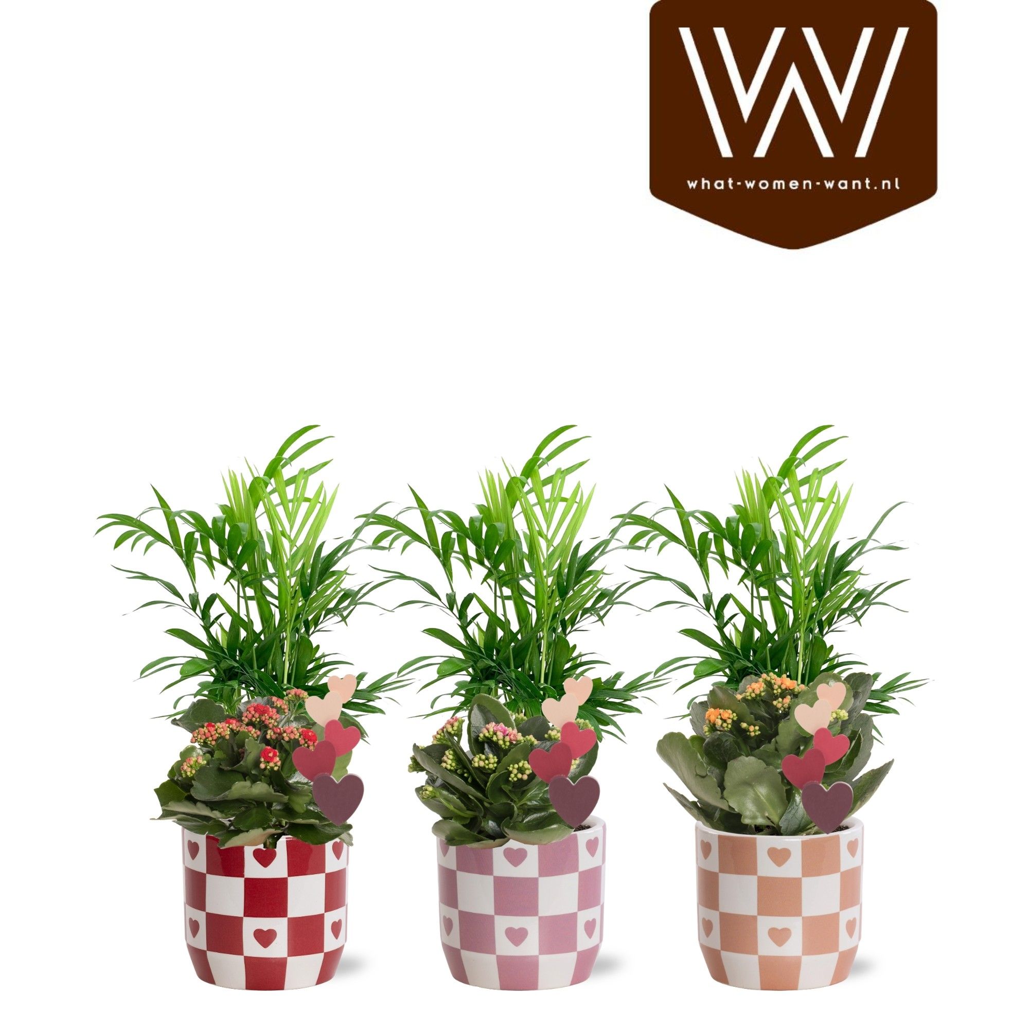 Collectie "Sympathetic Moods" - Arrangement in pot Rosie, D 12