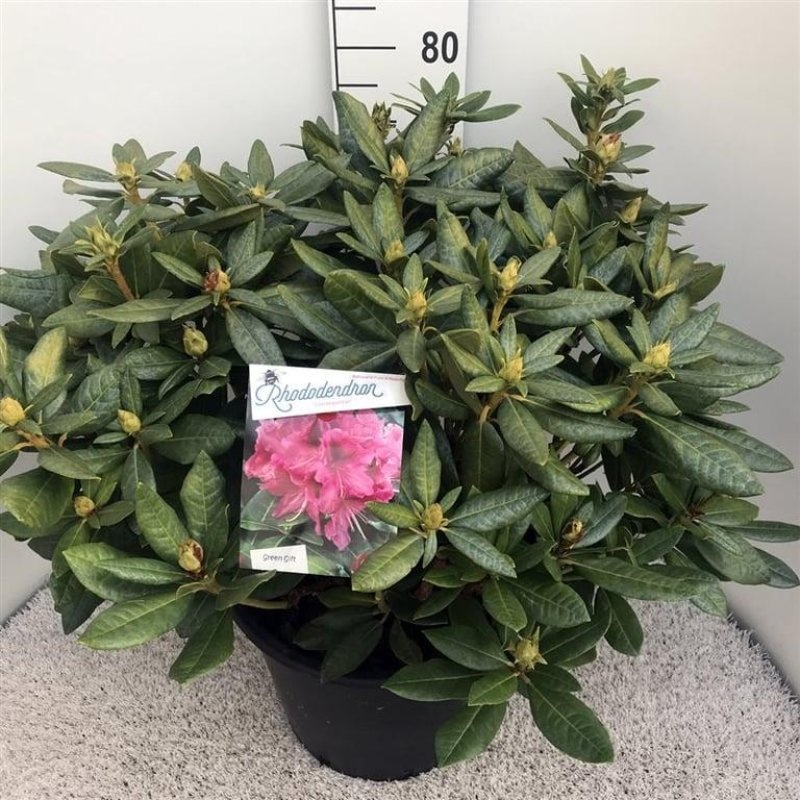 Rhododendron 'Cosmopolitan', D 45