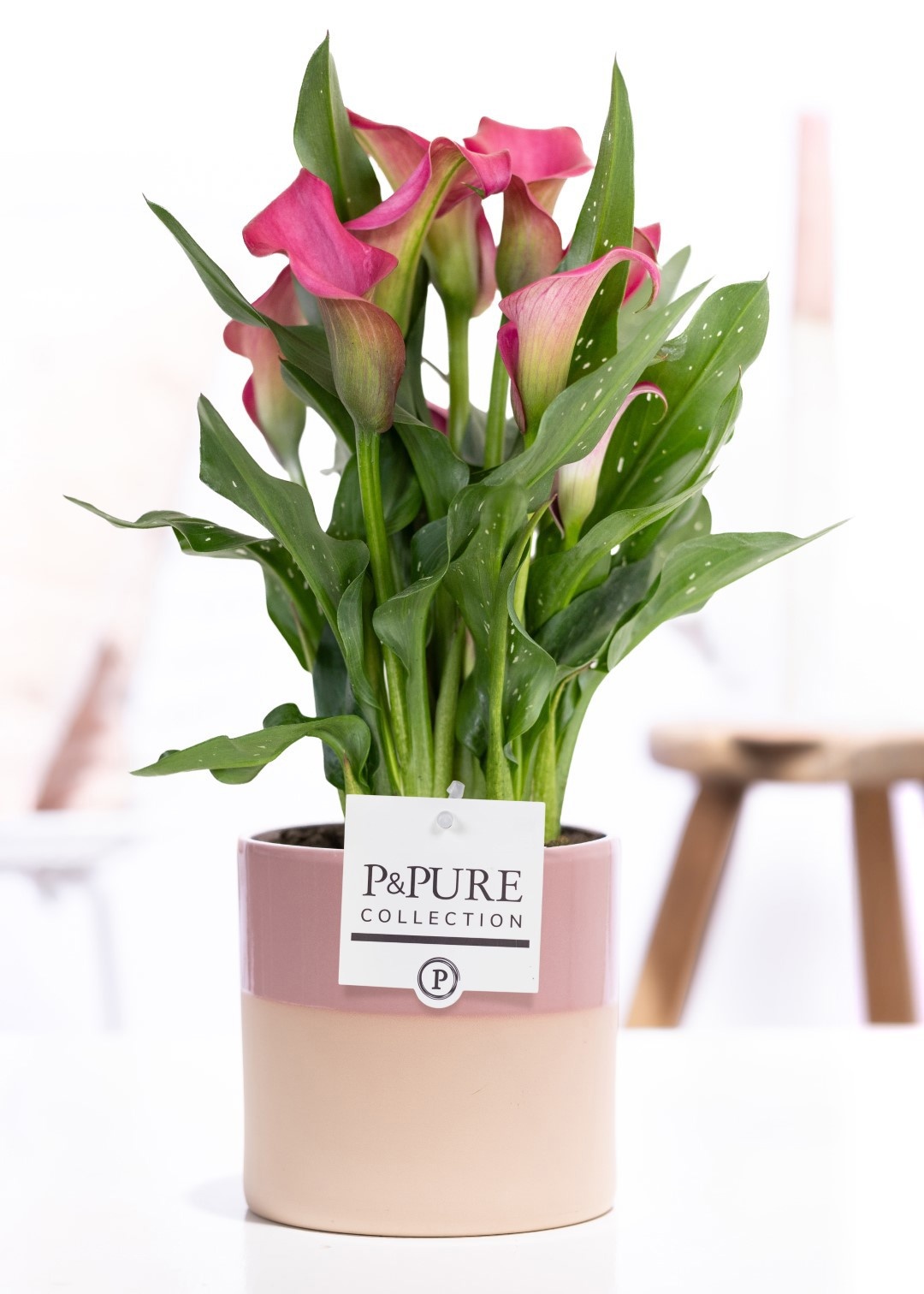 Zantedeschia pink in P&PURE Tess 2 ceramics pink, D 12