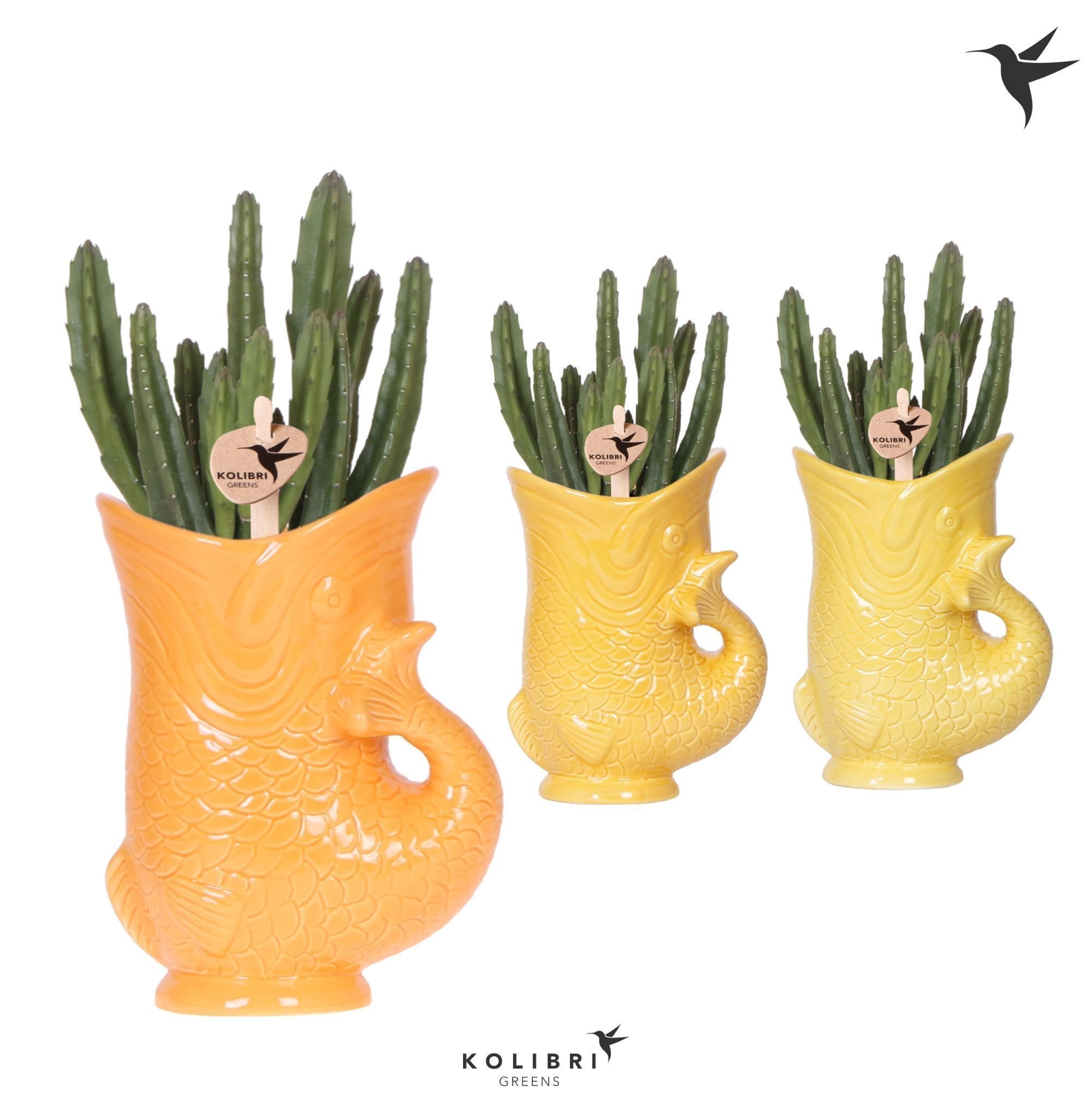 Kolibri Greens Stapelia Leendertziae in Fish pot yellow mix, D 9