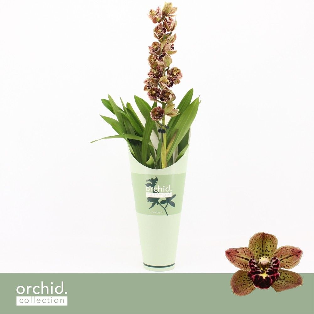 Cymbidium, Magic Bird 1-spike 'Orchid Collection' Potcover, D 12