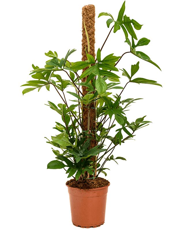 Philodendron pedatum, D 24