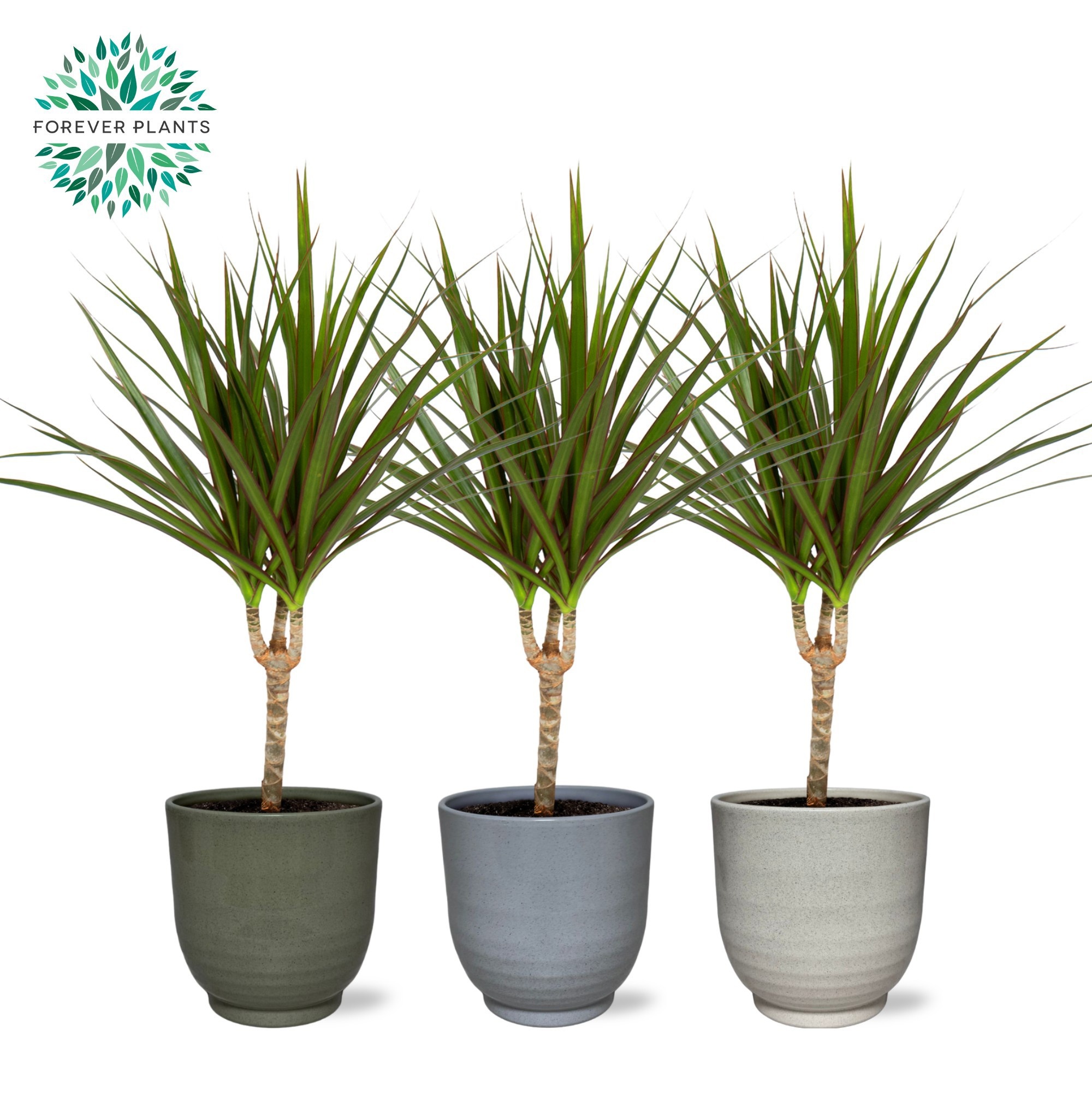 Dracaena Marginata p14 in FEM Keramiek, D 14