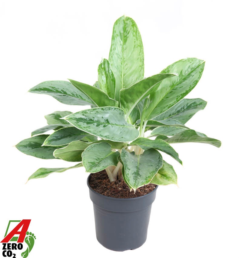 Aglaonema Horizon, D 19