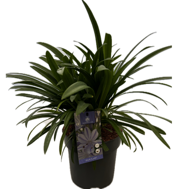 Agapanthus 'Blue Flare' P22 EVERGREEN, D 22