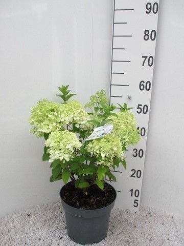 Hydrangea pan. Bobo 20-25 P23, D 23