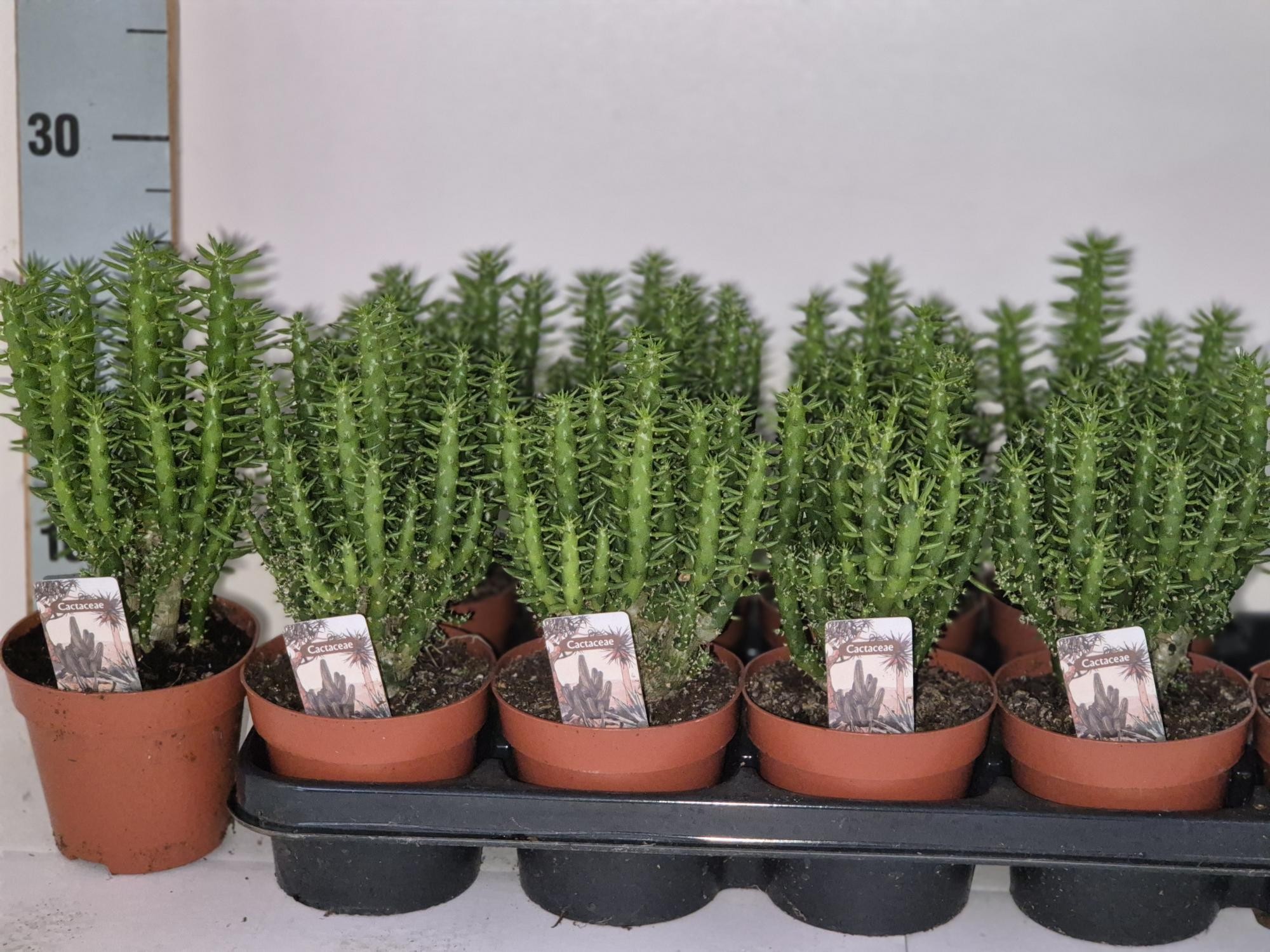 Opuntia Subulata 20 tot 30 vertakkingen, D 12 cm