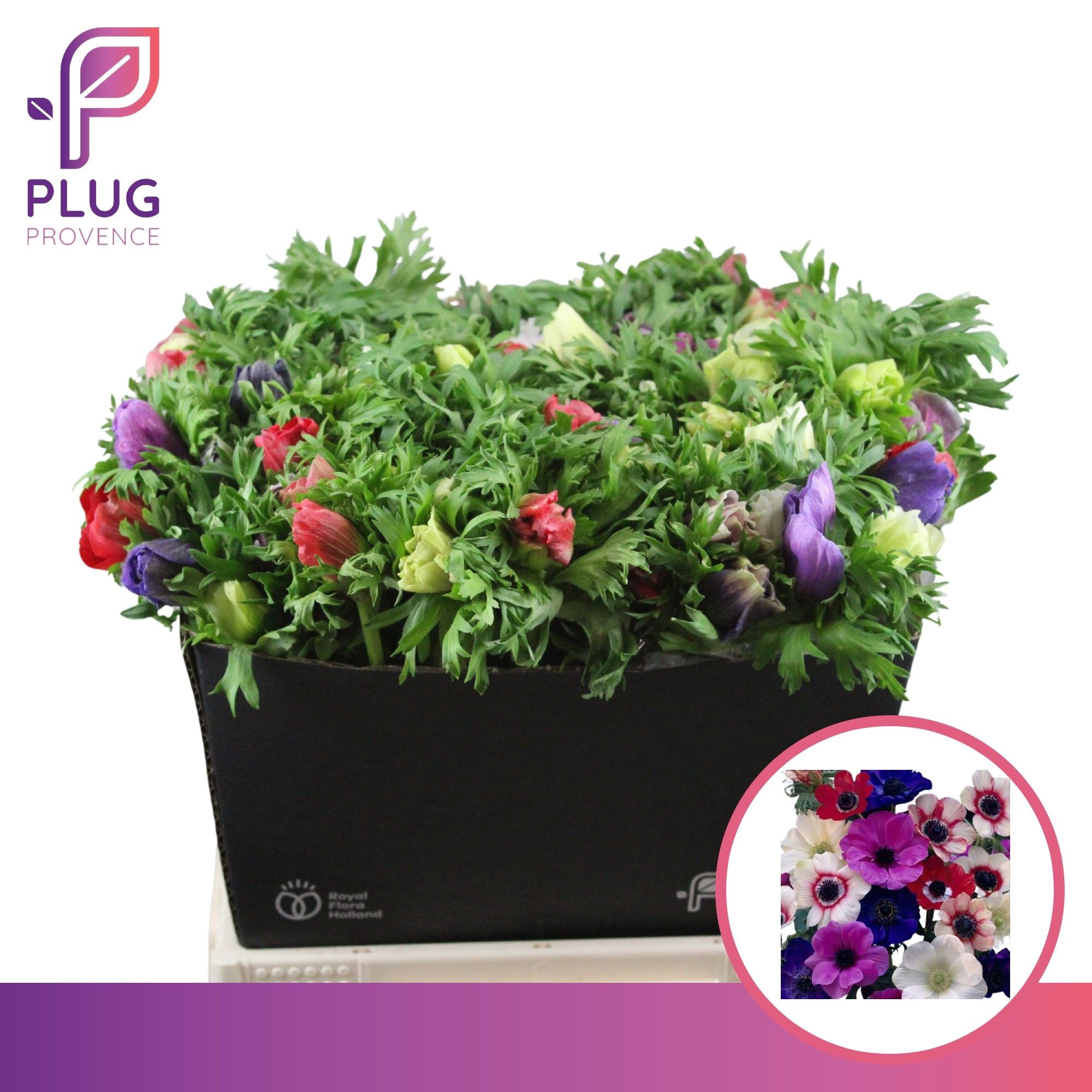 Анемон Мариане Микс 50, шт.