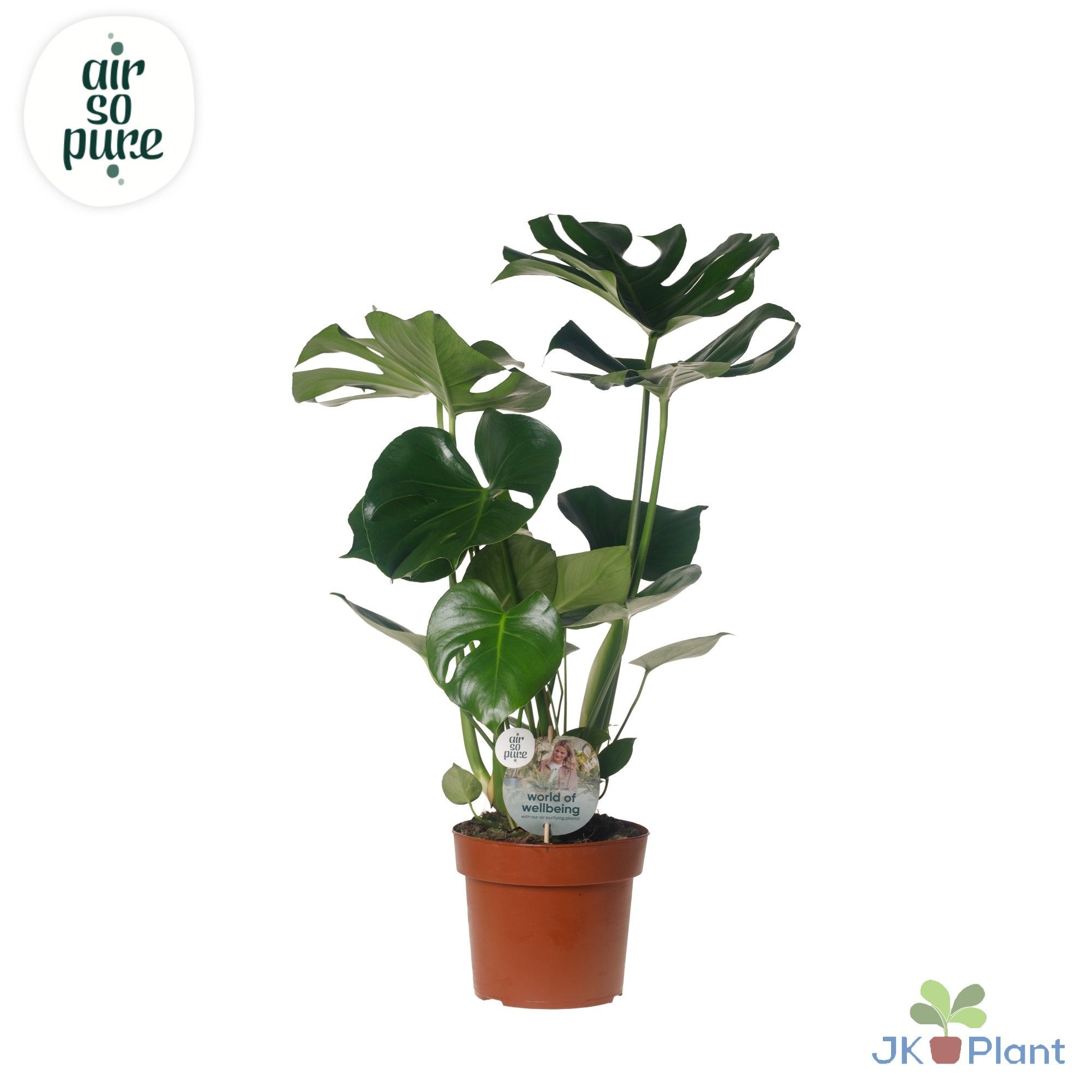 Monstera Deliciosa "Disc Etiket Air So Pure" -> less plastic, D 17