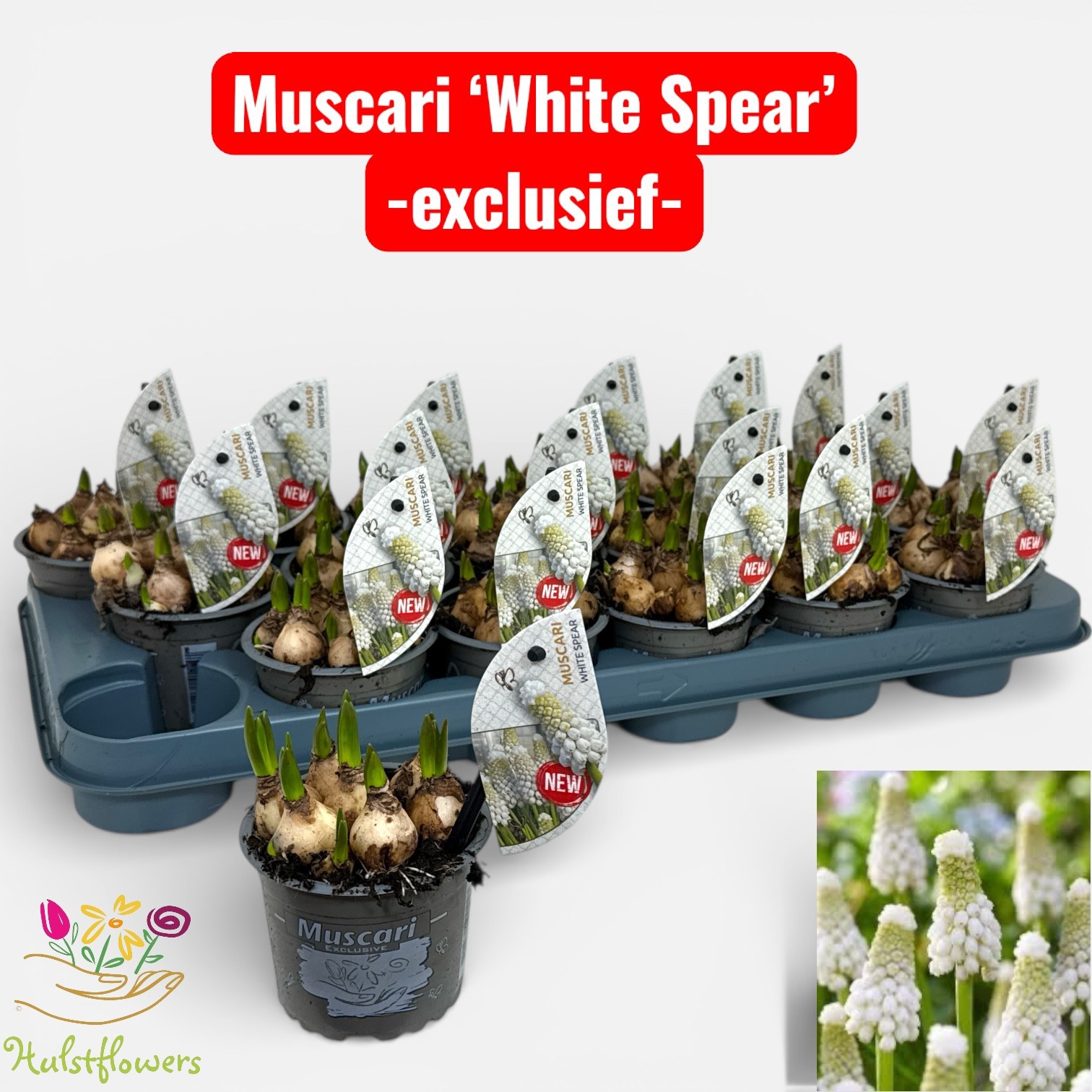 Musc. White Spear p9, D 9