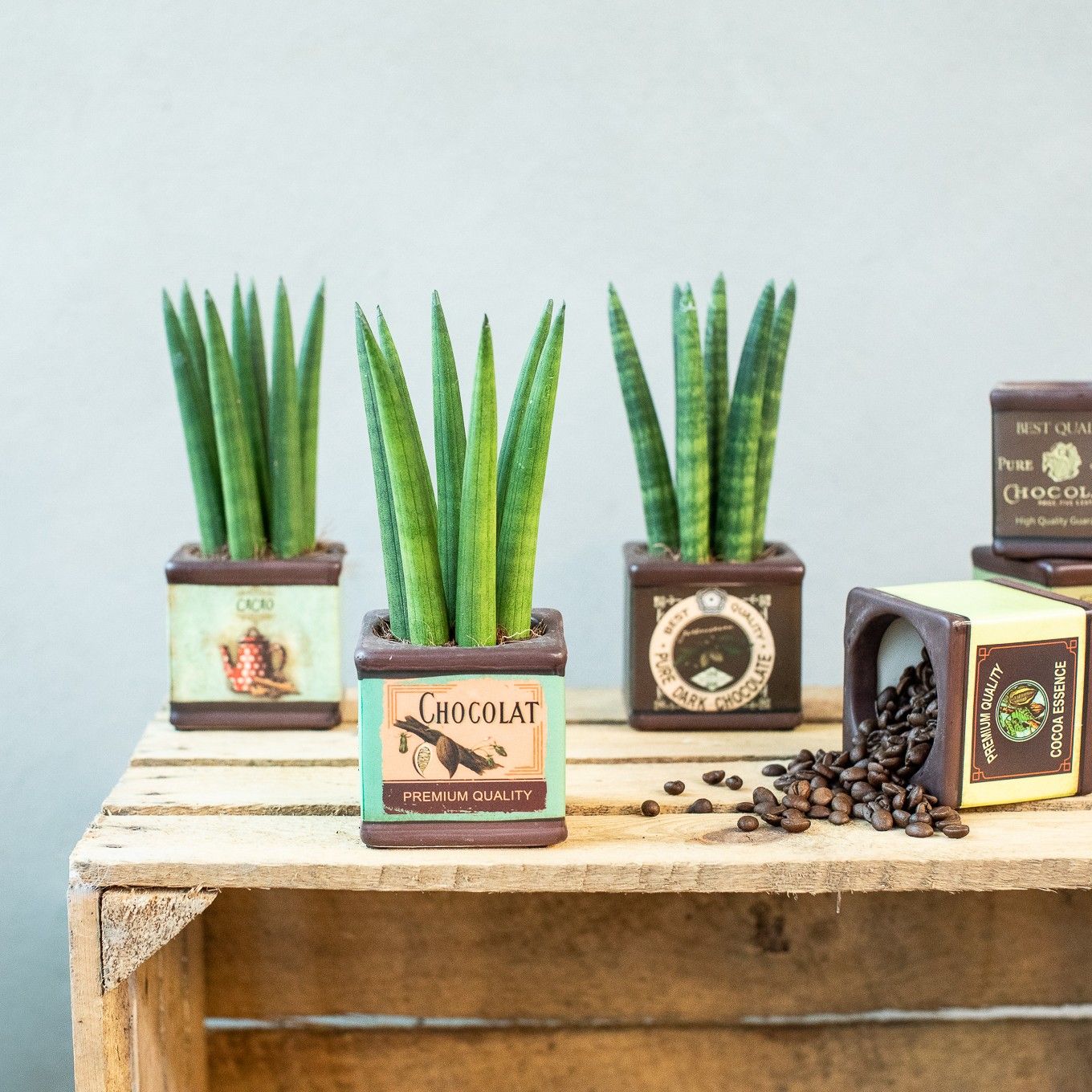 Chocolate Creations 6 cm, D 7