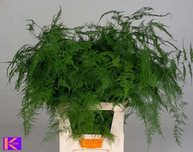 Аспарагус Сетацеус 85, шт.