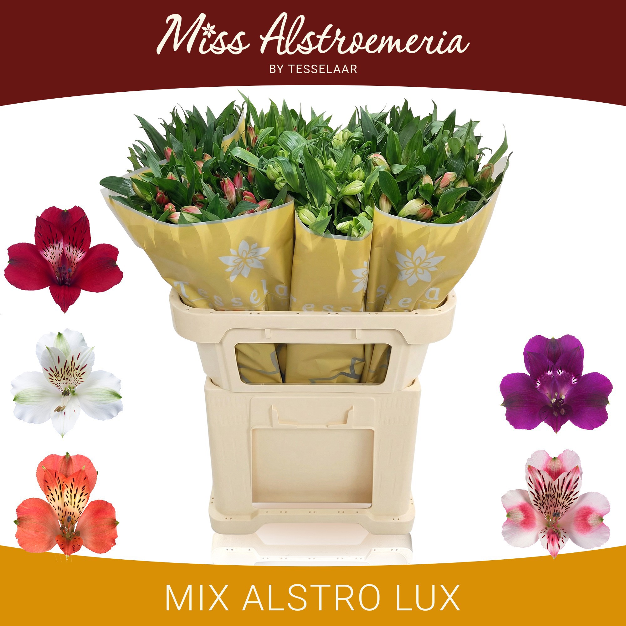 Альстромерия Микс, шт.