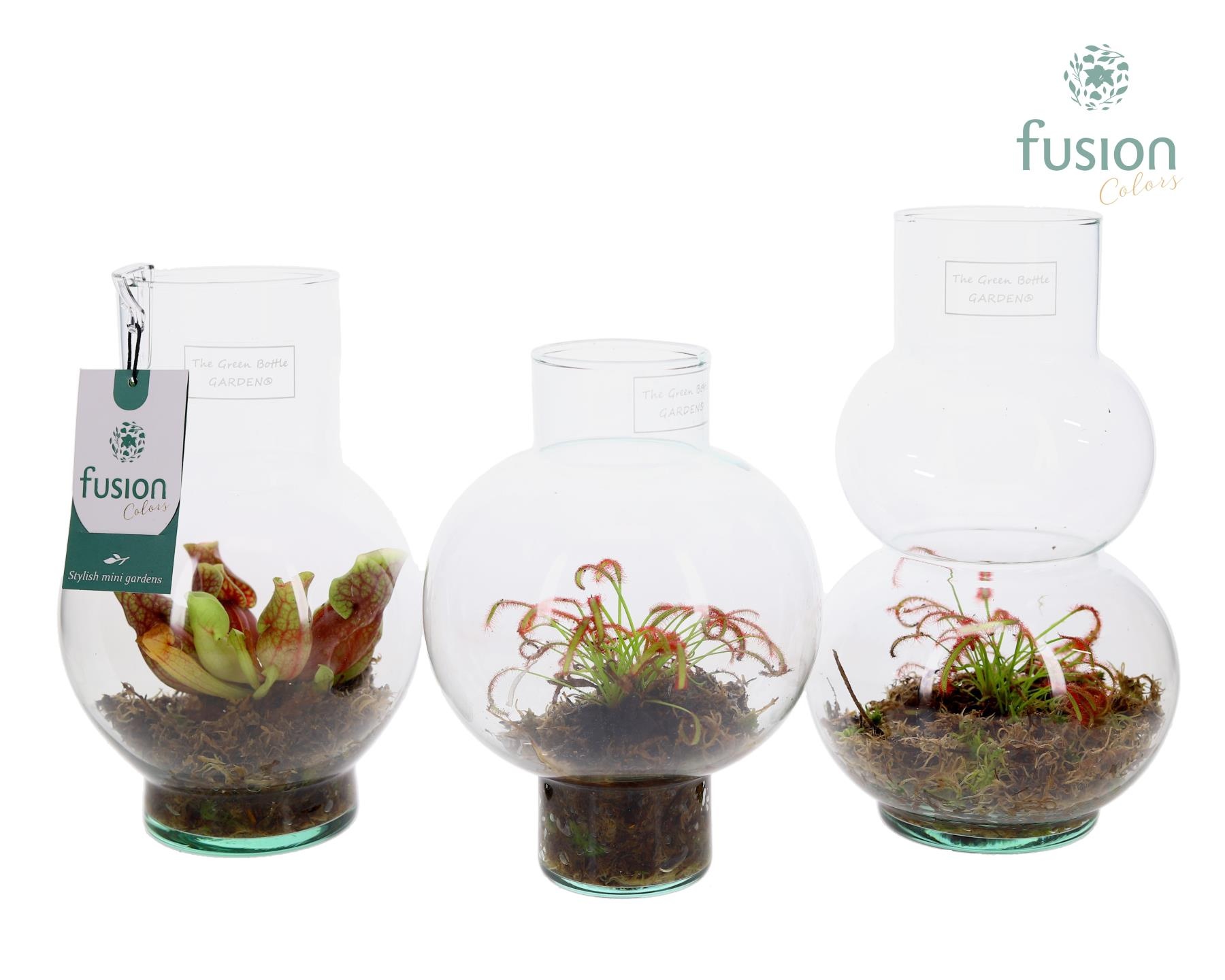 Green Bottle XSmall mix met Vleesetende plant, D 15