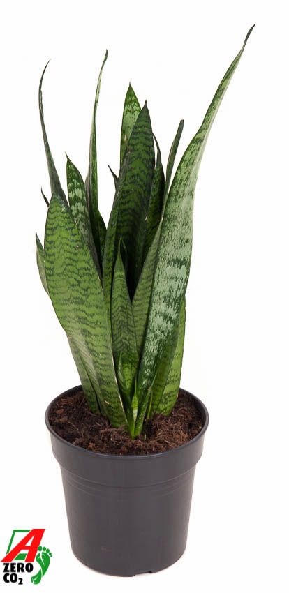 Sansevieria Zeylanica P17, D 17