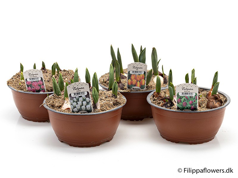 TULIPA FERGANICA 'Mix', D 20