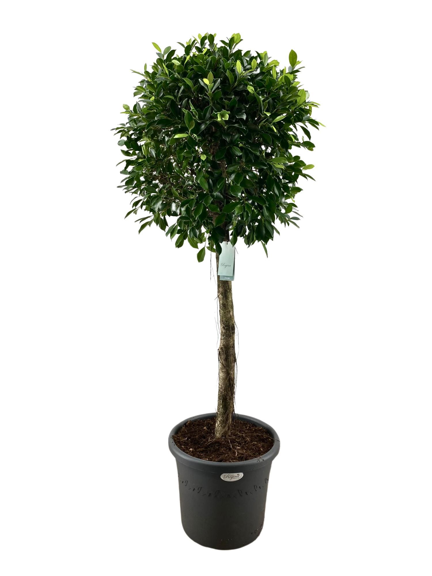 Ficus Nitida rechte stam p40, D 40