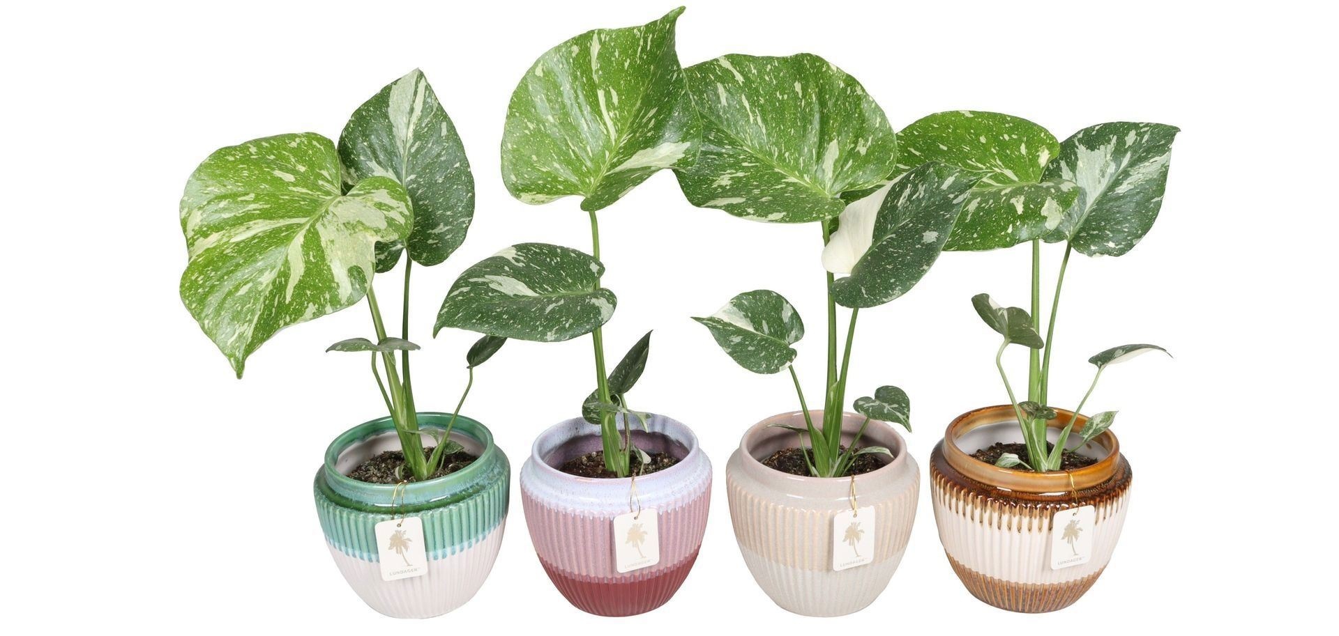 L 67373 With Monstera Thai Constellation 12 cm, D 12