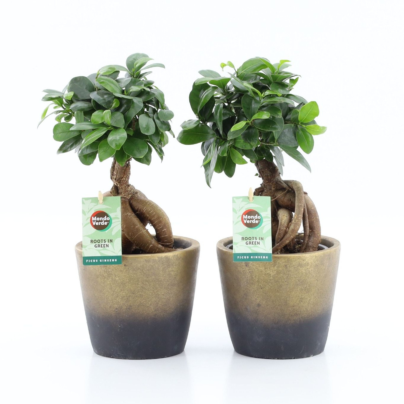 Ficus micr. Ginseng in Lunar Keramiek, D 13